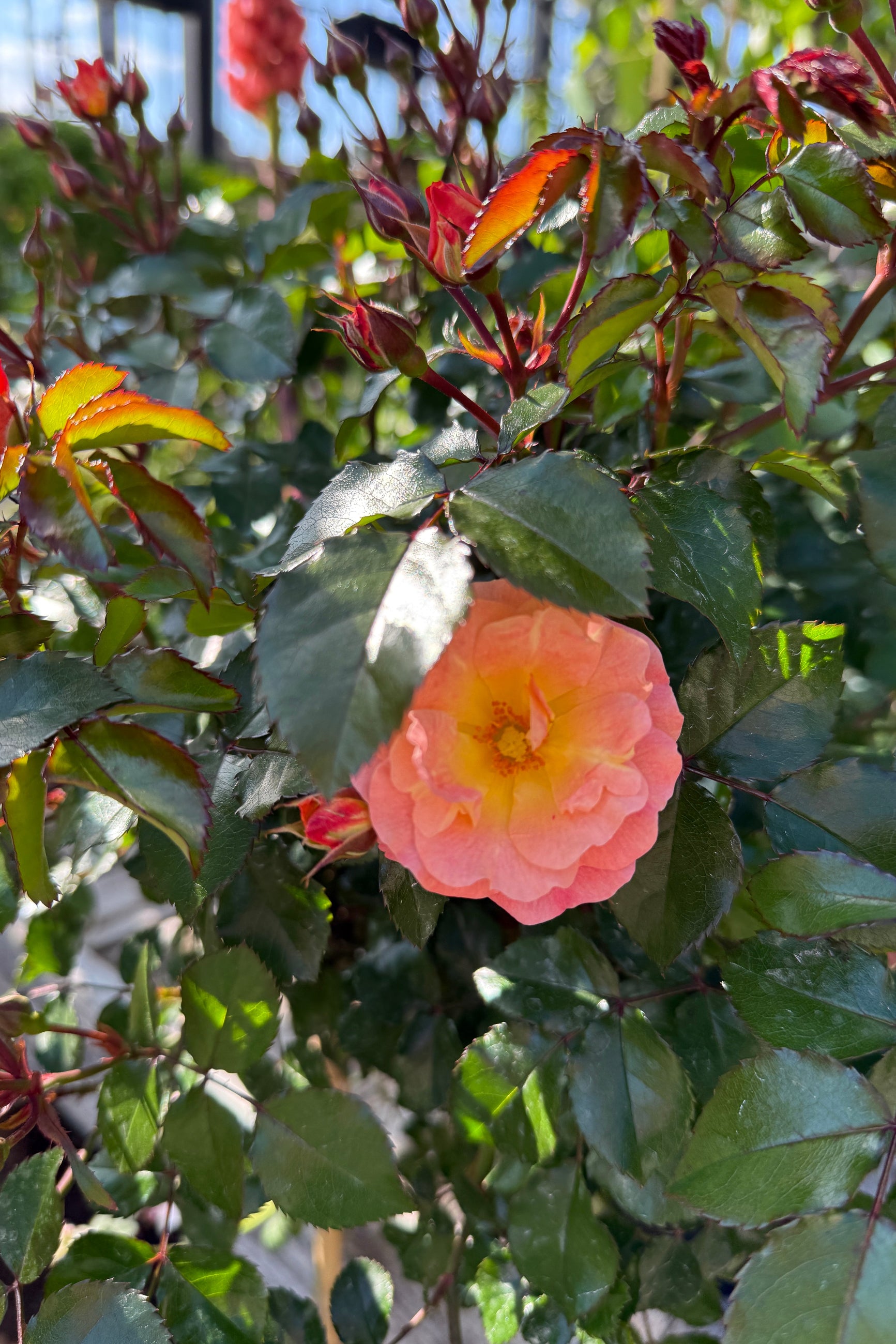 Rosa 'Peach Drift' rose blooming up close with its green red tinged leaves the middle of May ©Sprout Home
