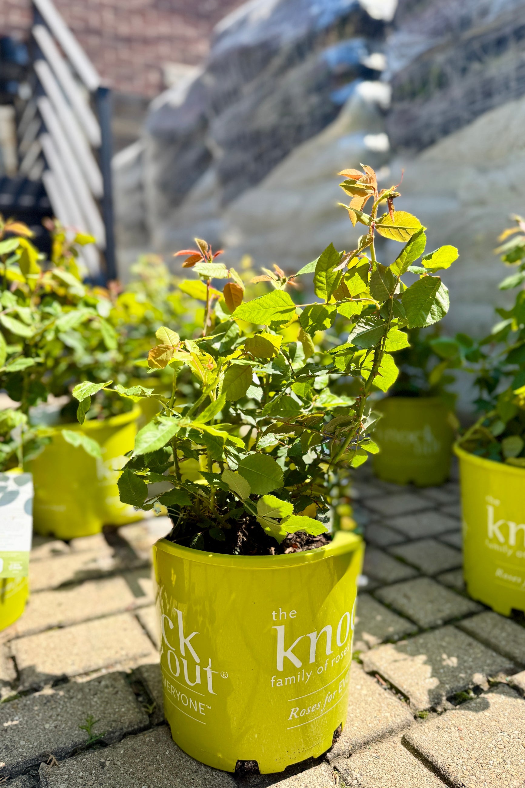 Potted #2 Rosa 'Peachy Knock Out' plants in yellow containers with 'The Knock out' branding on a stone pavement. ©Sprout Home