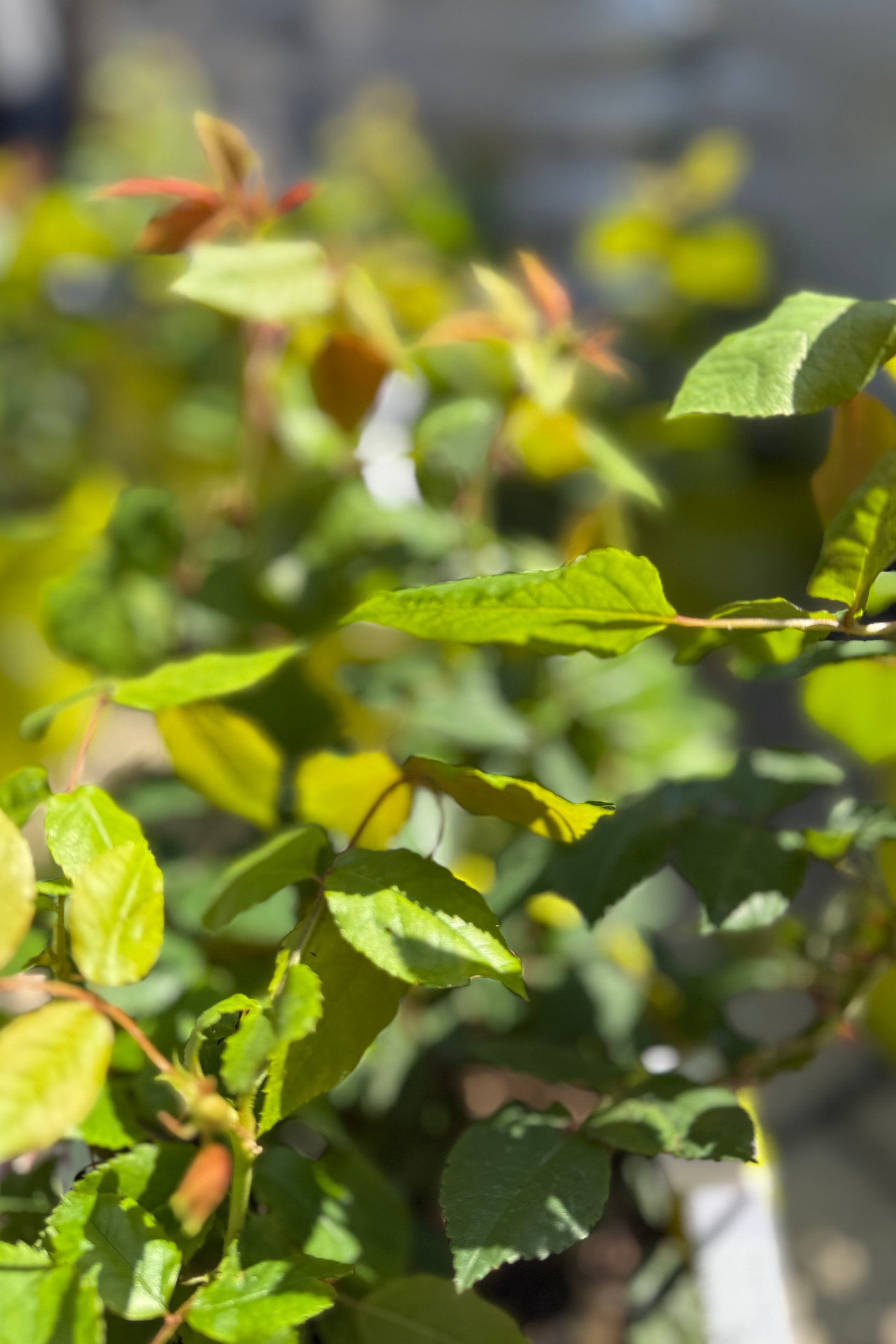 Close-up of Rosa 'Peachy Knock Out' #2 green leaves just starting to send out bud the end of April with a blurred background ©Sprout Home