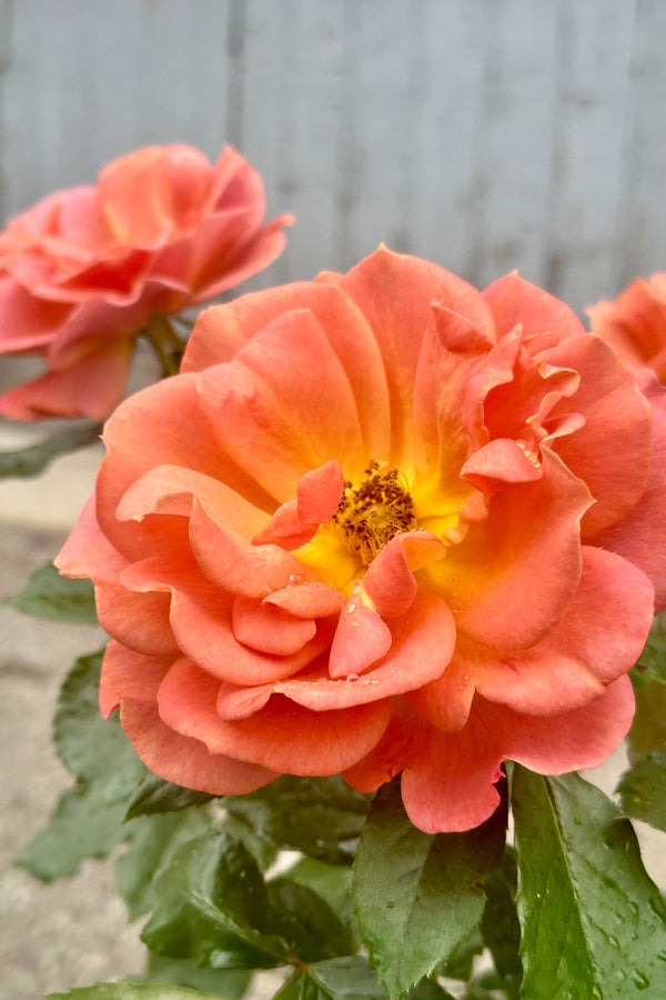 'Pumpkin Patch' Rose up close in bloom with its orange roses mid May at Sprout Home. 