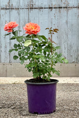 Rosa ' Pumpkin Patch' rose blooming mid May in a #3 growers pot at Sprout Home