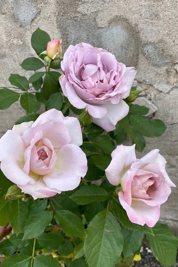 The light silver purple flowers of the Rosa 'Silver Lining' rose middle of May