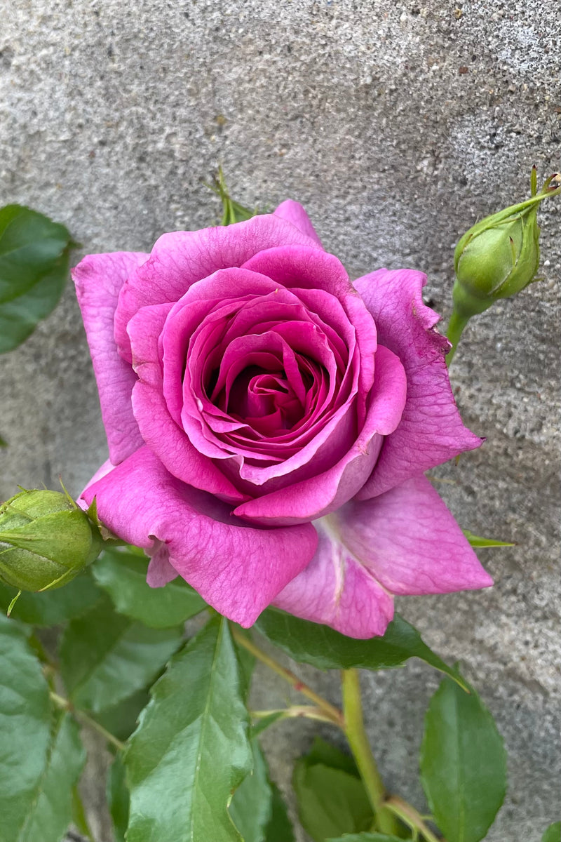 The beautiful purple rose of the 'Sweet Madame Blue' in mid May