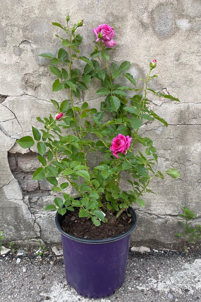 Rosa 'Sweet Madame Blue' in a #3 growers pot the middle of May starting its bloom cycle with its bright purple blue flowers against a gray wall.  