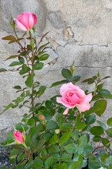 Rosa 'Sexy Rexy' showing bud and bloom of the sweet pink petaled roses the beginning of May