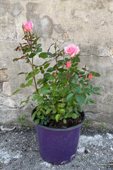 Rosa 'Sexy Rexy' in a #3 pot the beginning of May showing the bud and blooms the beginning of the flowering season. 