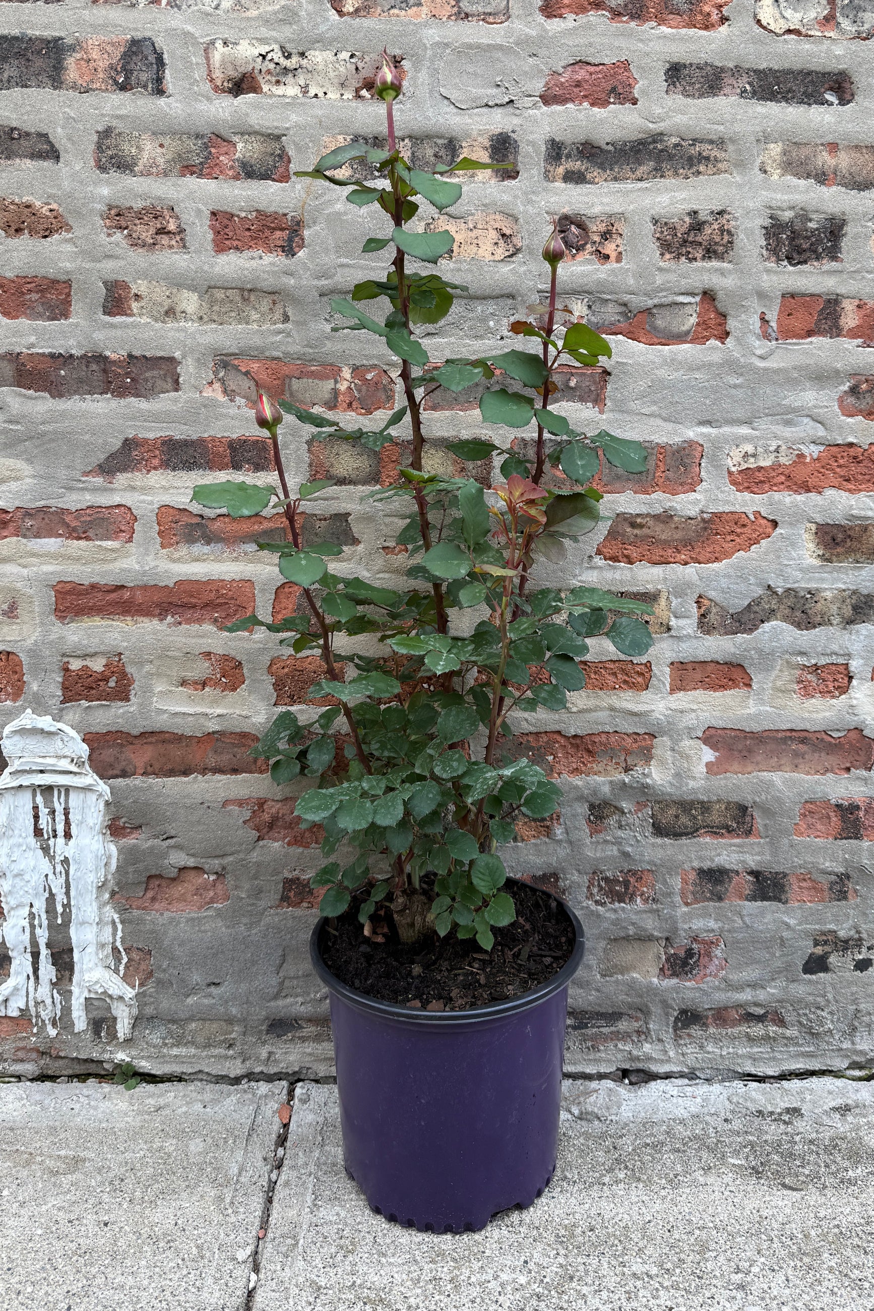 Rosa 'Sedona' in a #3 growers pot in bud, about to bloom, the beginning/middle of May ©Sprout Home
