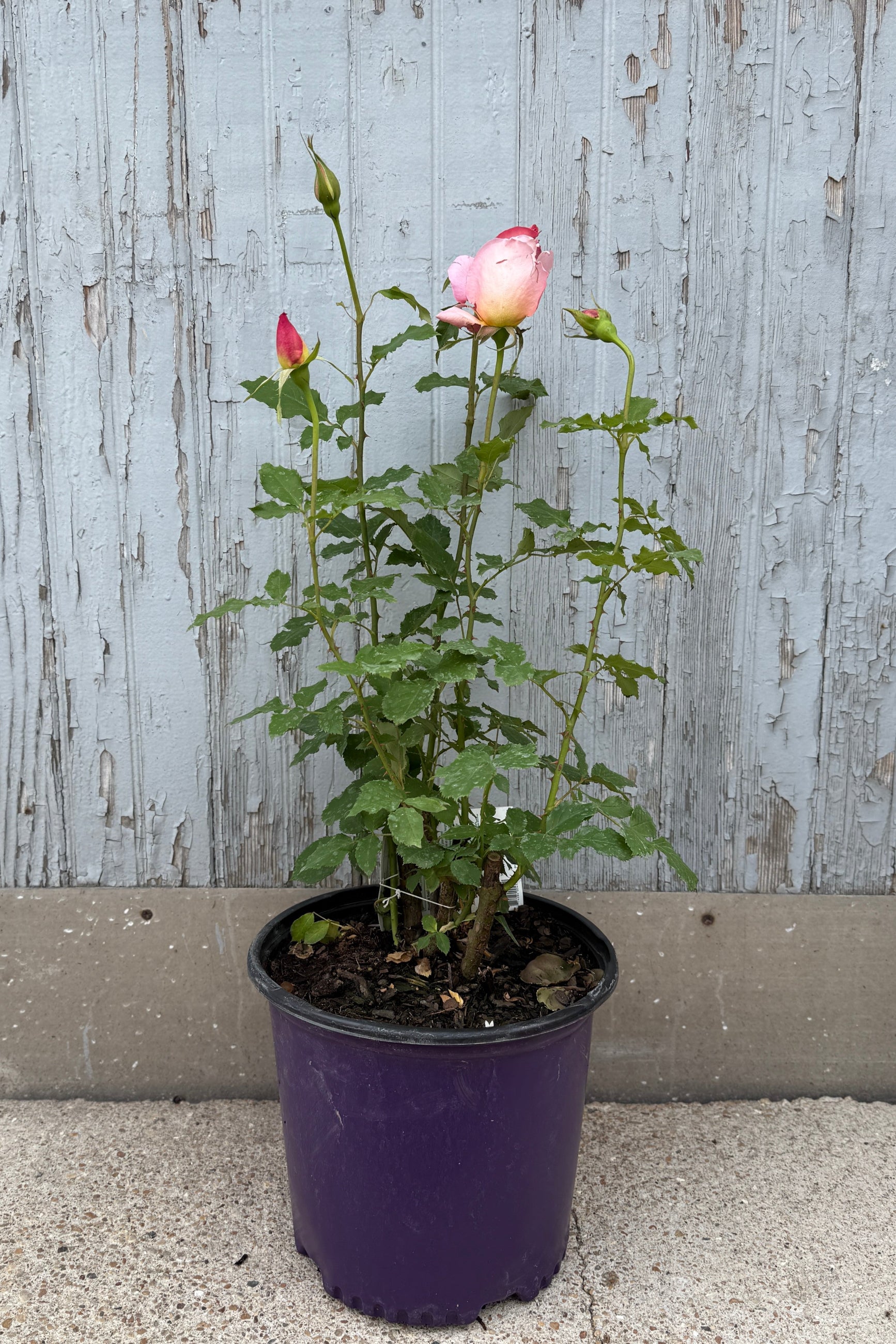 Rosa 'Tiffany' in a #3 growers pot and in bud and bloom the beginning of May ©Sprout Home