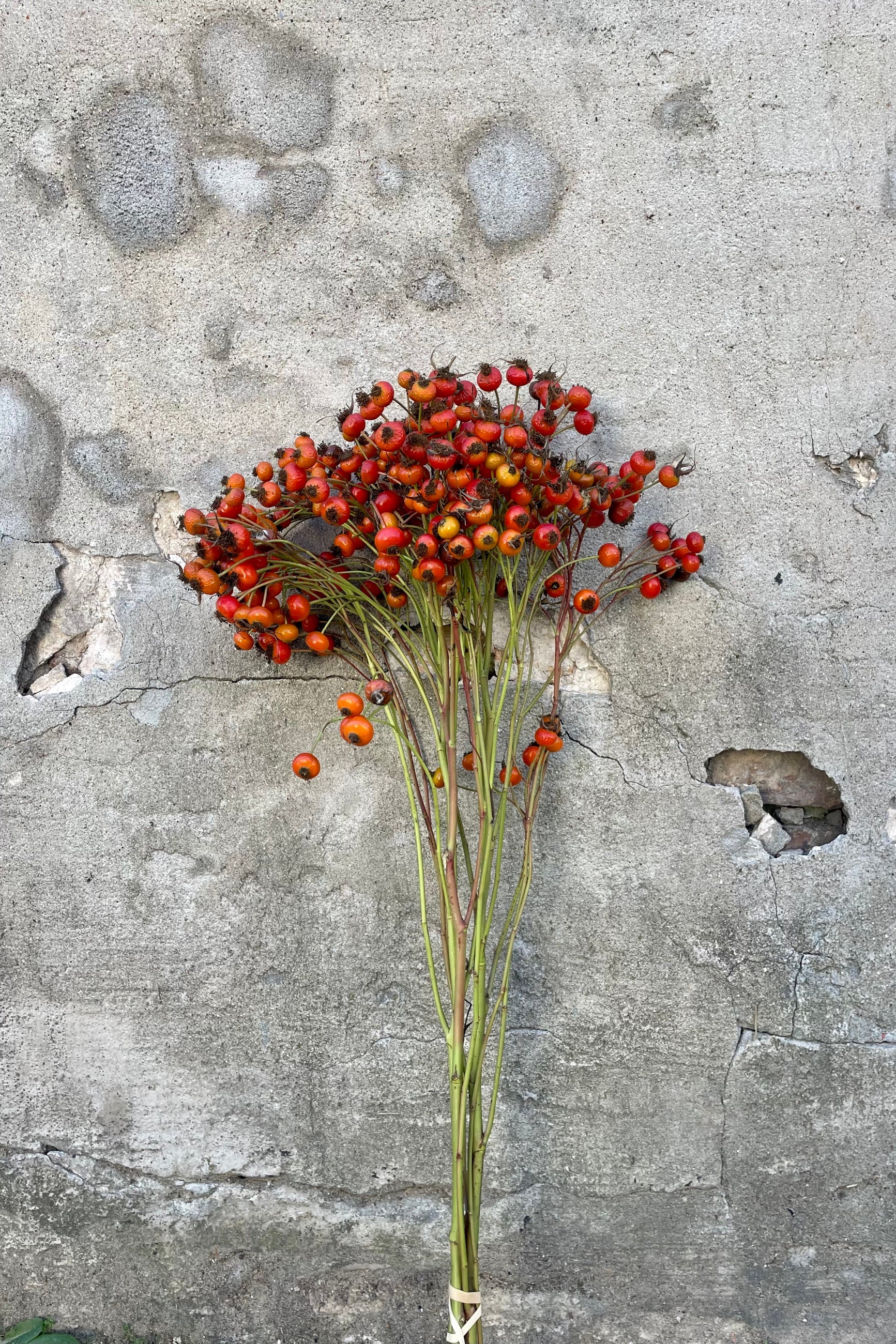 Photo of long-stemmed Rose Hips with a range of red orange color against a cement wall. ©Sprout Home