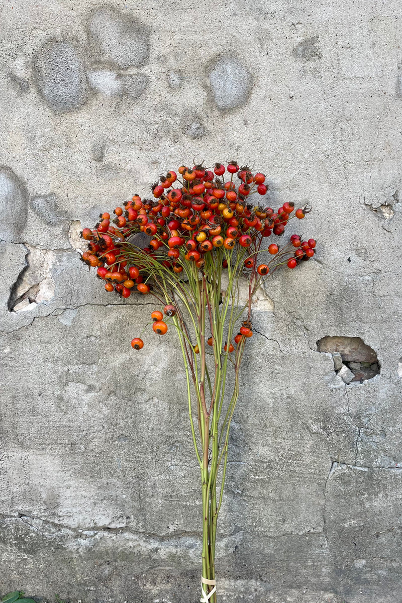 Photo of long-stemmed Rose Hips with a range of red orange color against a cement wall.