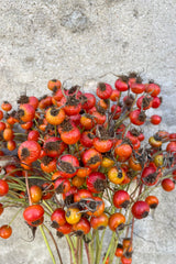 Close photo of Rose Hips with a range of red orange color against a cement wall.