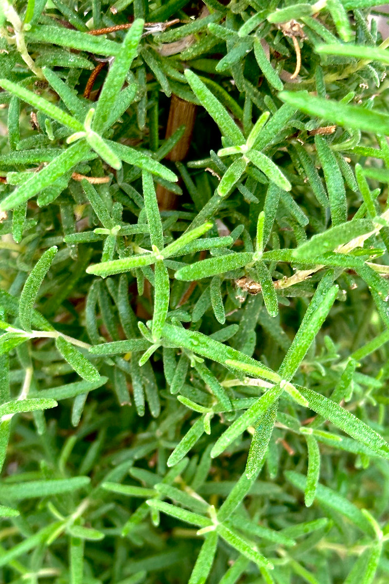 Up close picture of a rosemary leaves that kind of look like evergreen needles. 