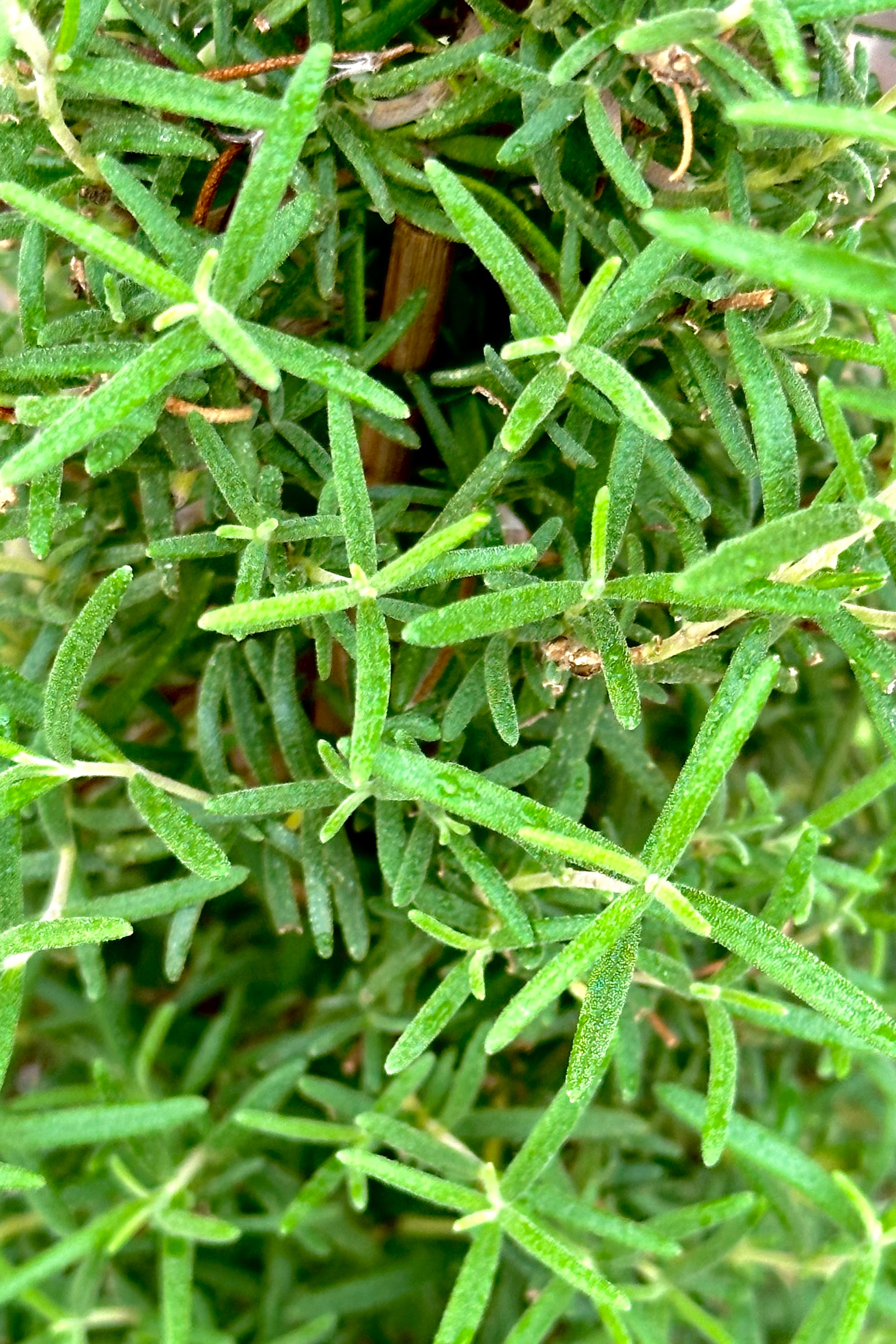 Detail of the evergreen like looking green foliage of a rosemary plant. 