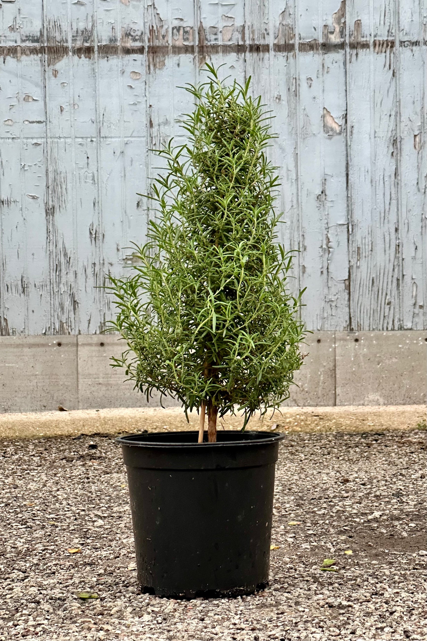 A rosemary tree growing in a 6" growers pot at Sprout Home. ©Sprout Home