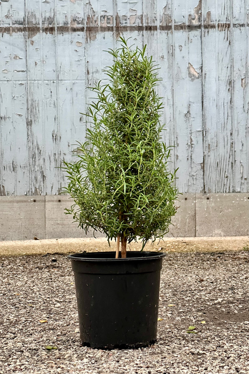 A rosemary tree growing in a 6" growers pot at Sprout Home. 