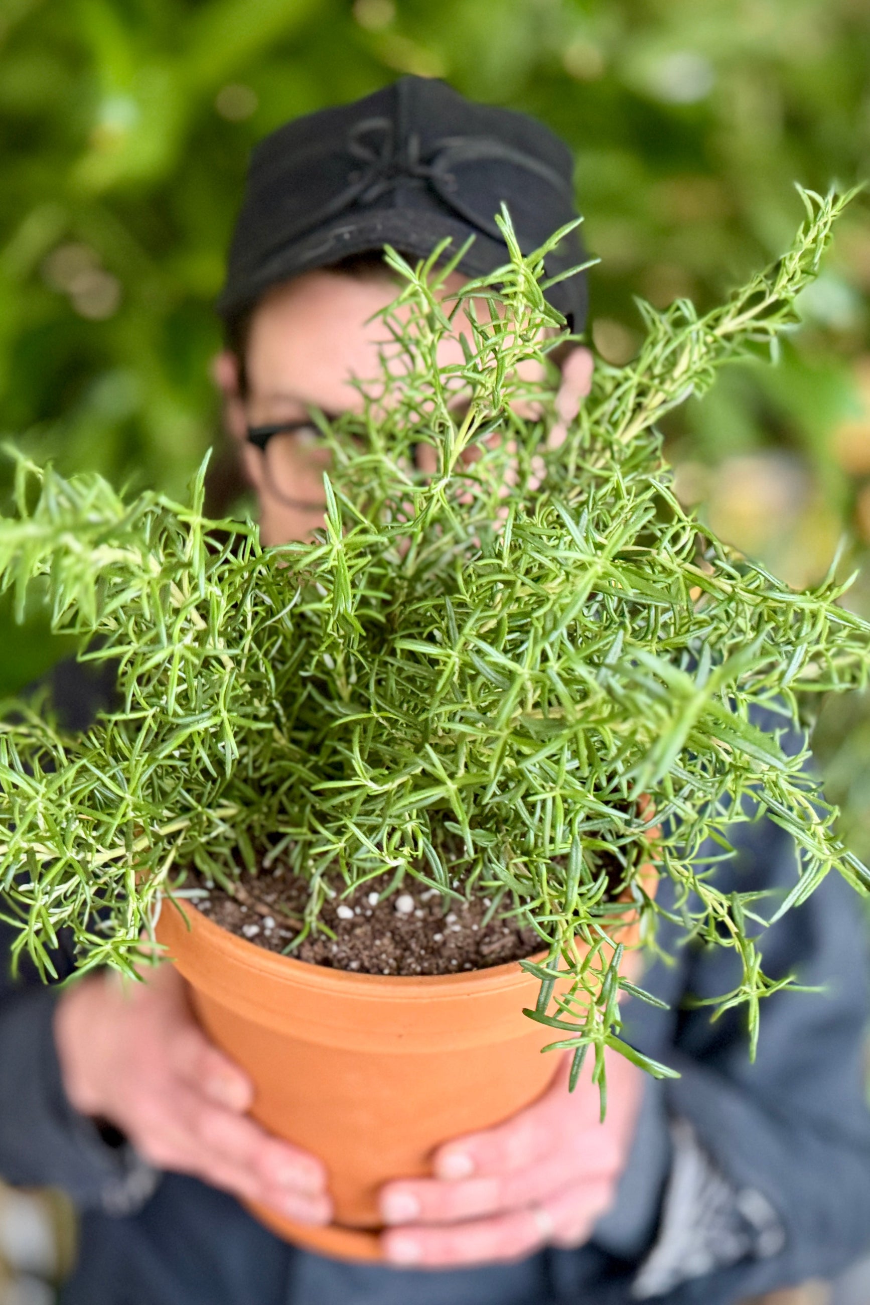 Person holding a potted rosemary plant in a garden setting ©Sprout Home
