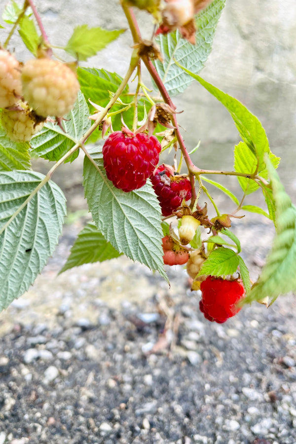 detail of the Rubus 'caroline' raspberry shrub, in mid-summer, late July, showing full ripe deep red berries
