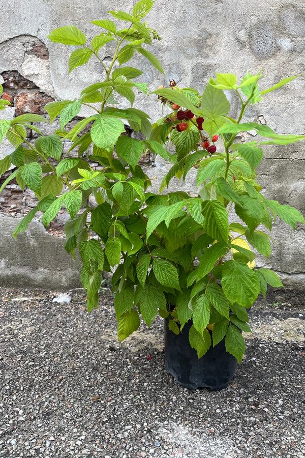 Rubus  'Heritage' Raspberry in a growers pot, midsummer, end of July showing lots of full branches and ripe fruit