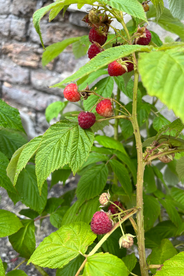 detail image of Rubus Heritage Raspberry in midsummer, end of July, showing red berries ready to pick