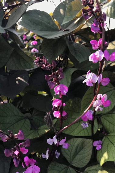 Ruby Moon Hyacinth bean plant in bloom by Hudson Valley Seed Co.