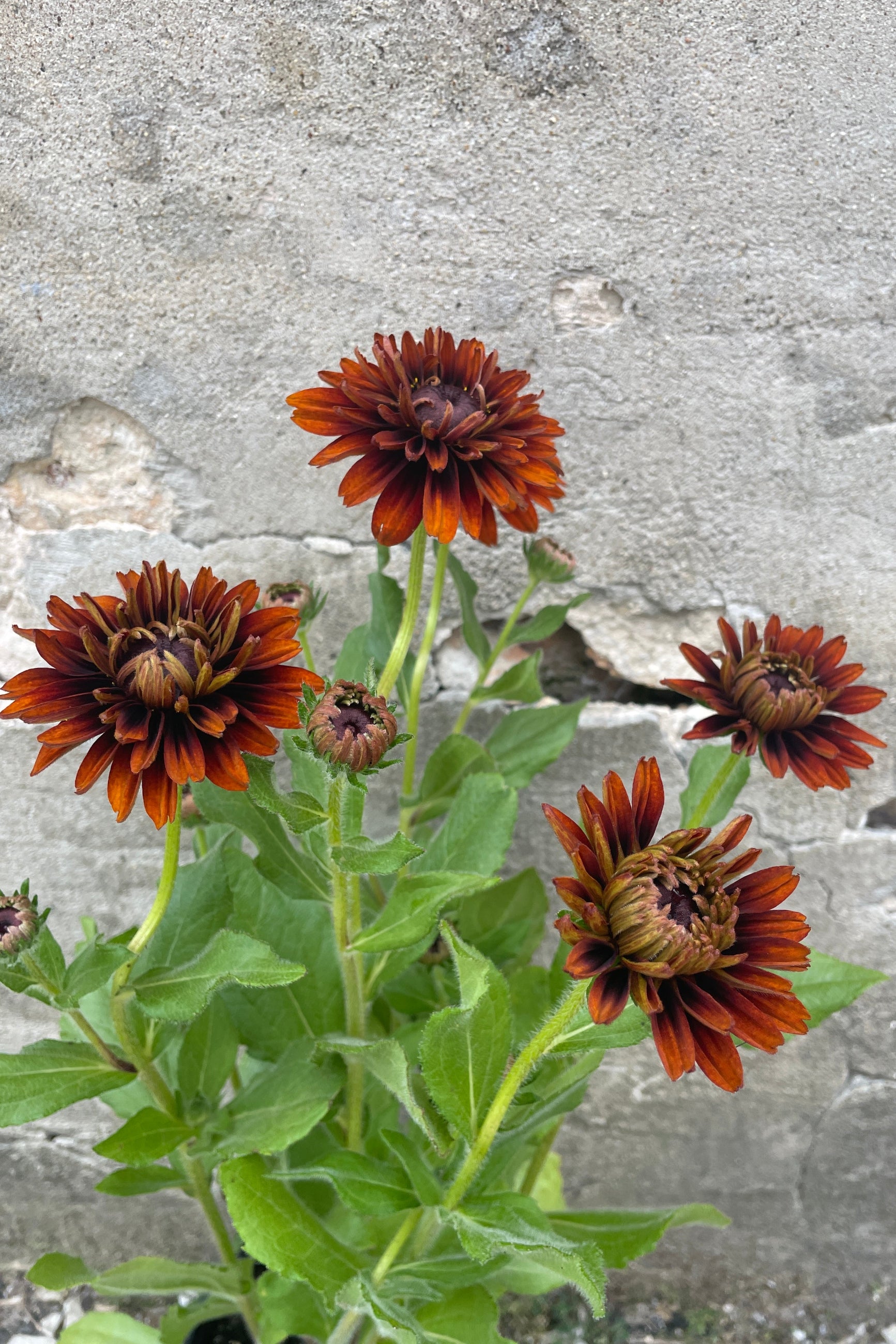Rudbeckia 'Cherokee Sunset' in full bloom the end of August with its rust colored flowers at Sprout Home.  ©Sprout Home