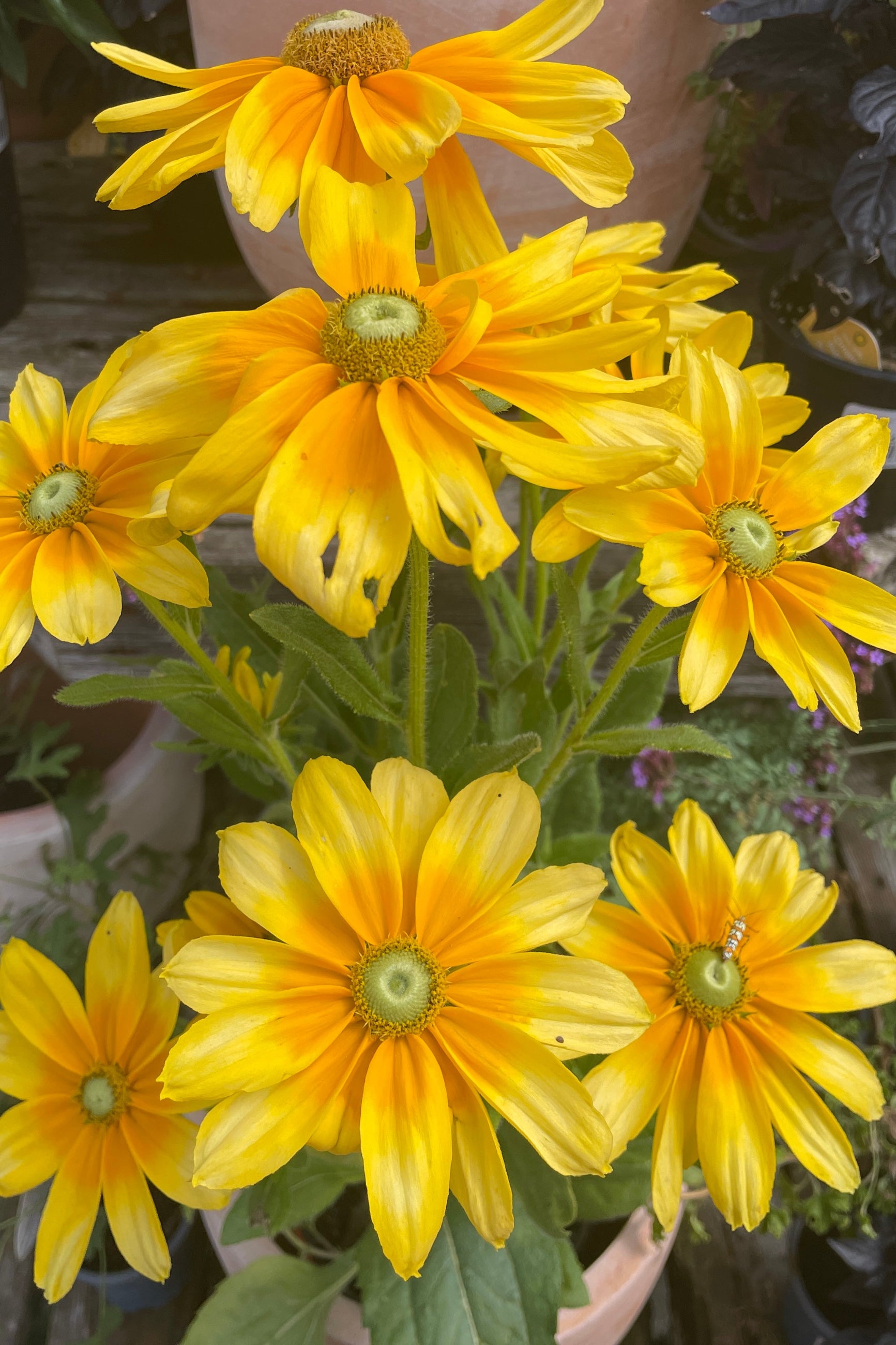 Rudbeckia 'Prairie Sun' up close showing its bright yellow flowers the end of August ©Sprout Home