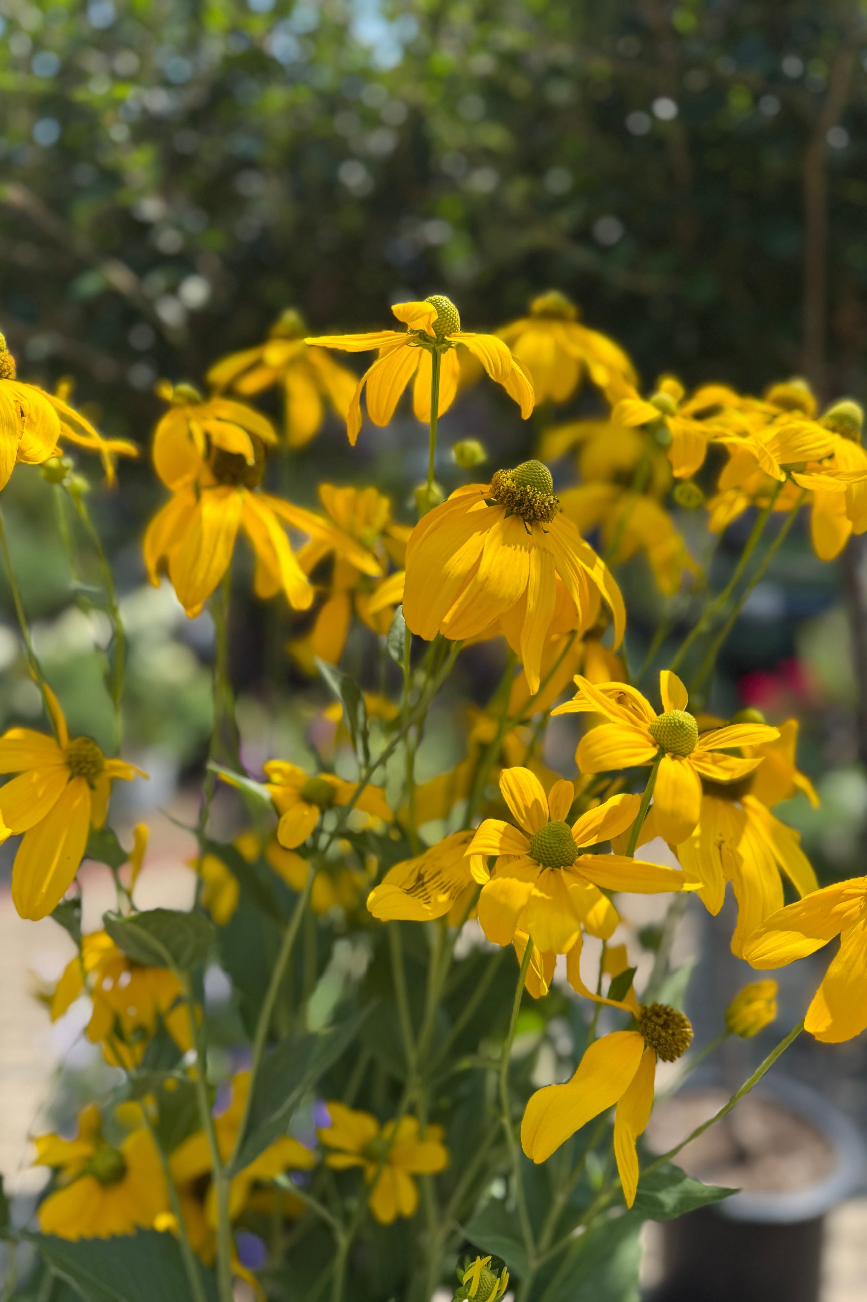 Rudbeckia 'Herbstsonne' bright yellow flowers the beginning of August up close ©Sprout Home
