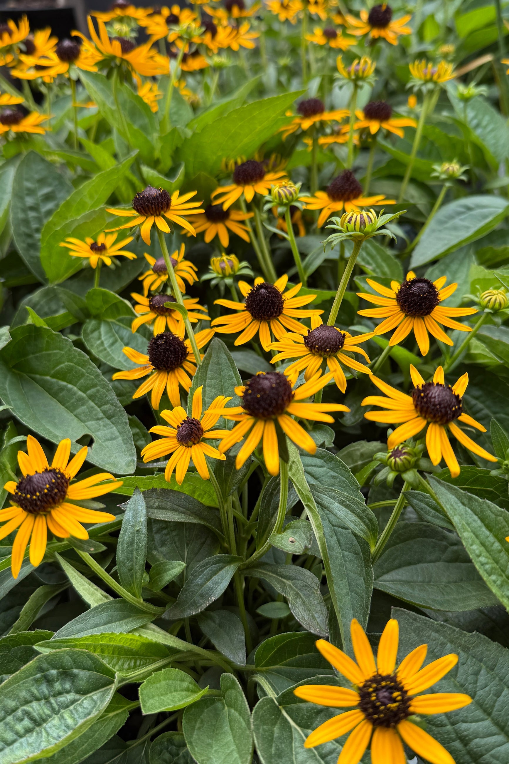Yellow-black-brown daisy-like flowers with dark centers and green leaves of Rudbeckia 'Little Goldstar' growing together in a dense natural-looking patch. ©Sprout Home