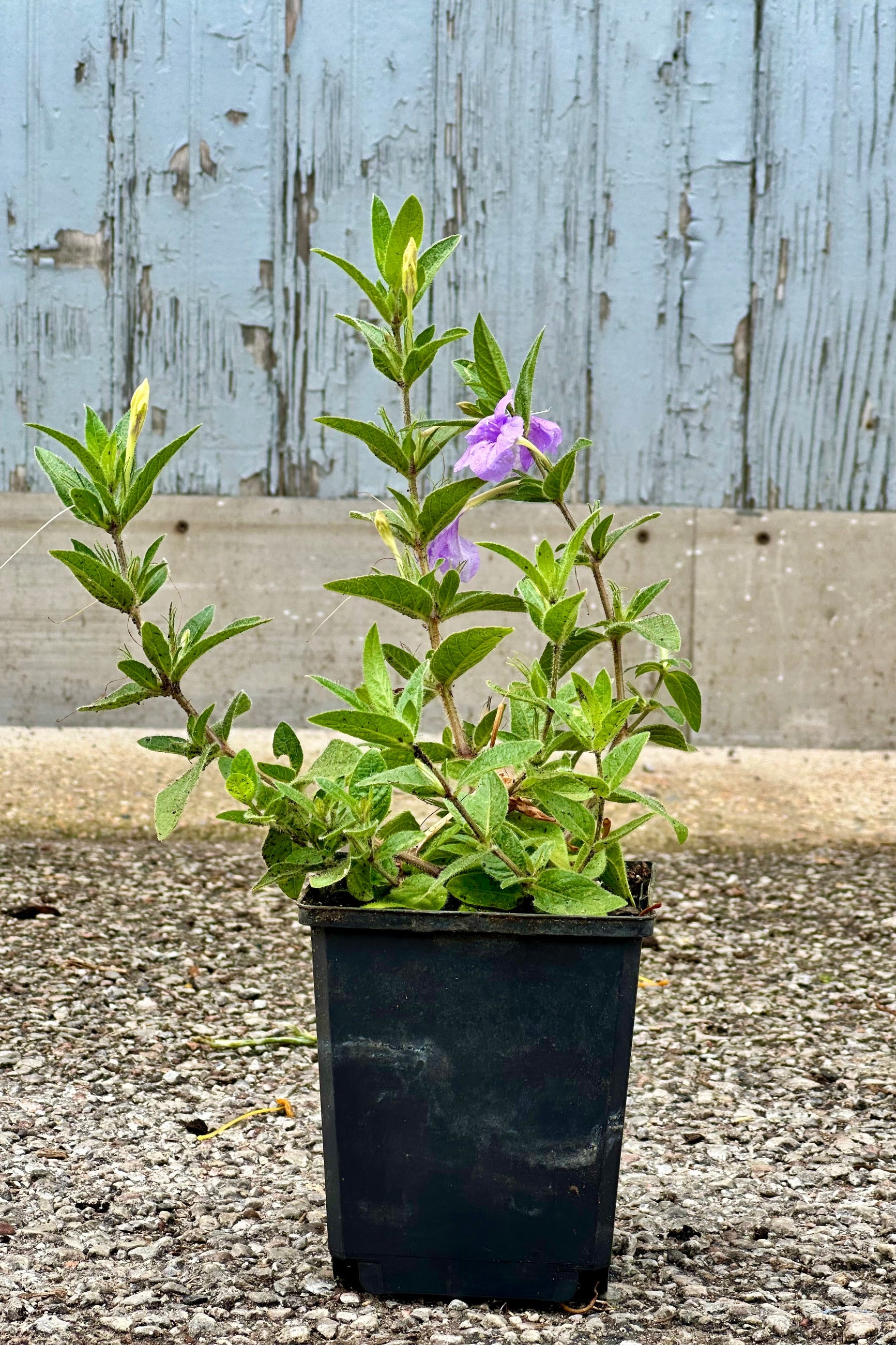 Ruellia humillis in bud and bloom mid to late June in a 1qt size growers pot.  ©Sprout Home