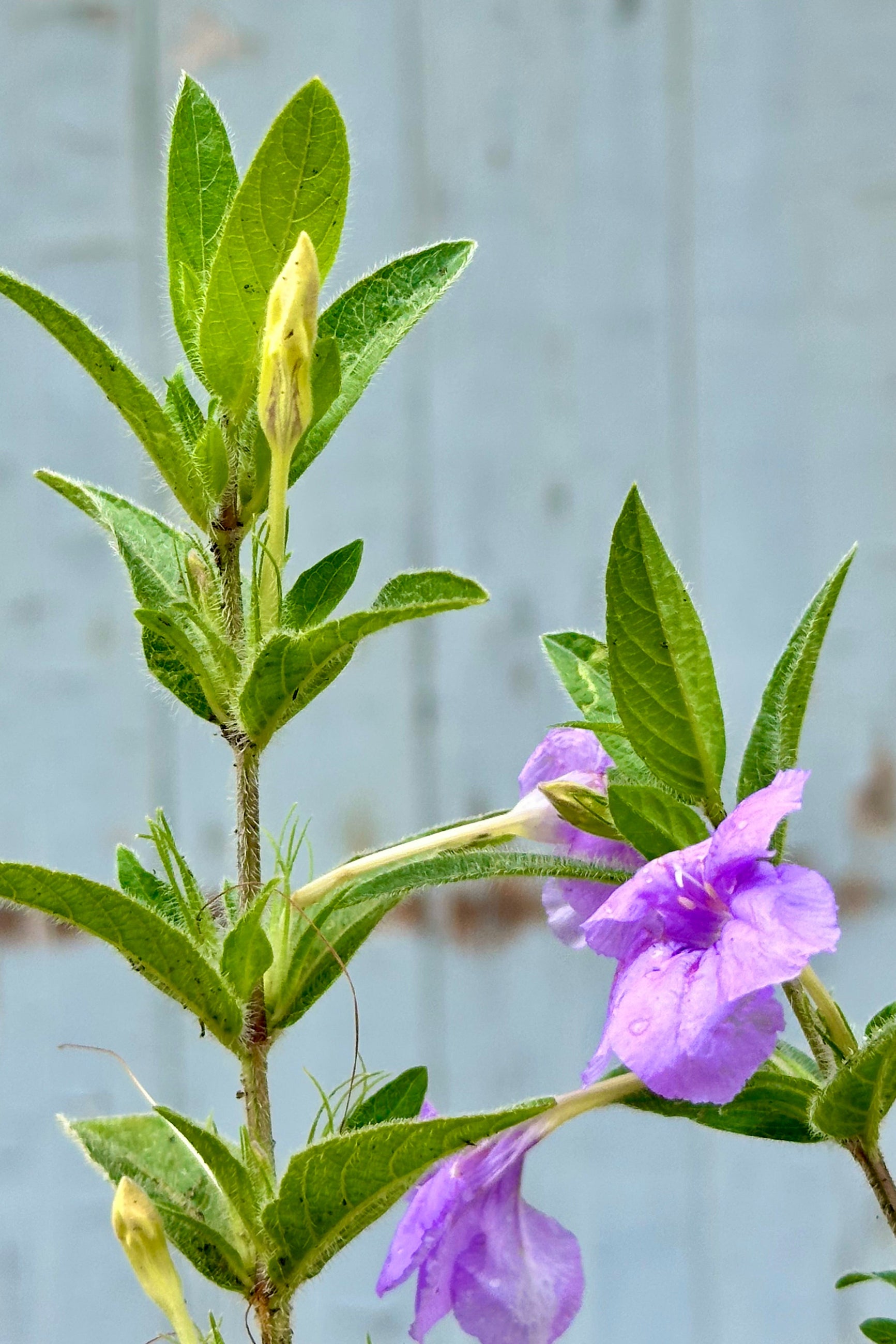 A close up image of the purple flowers and green leaves of the Ruellia humillis mid to late June ©Sprout Home