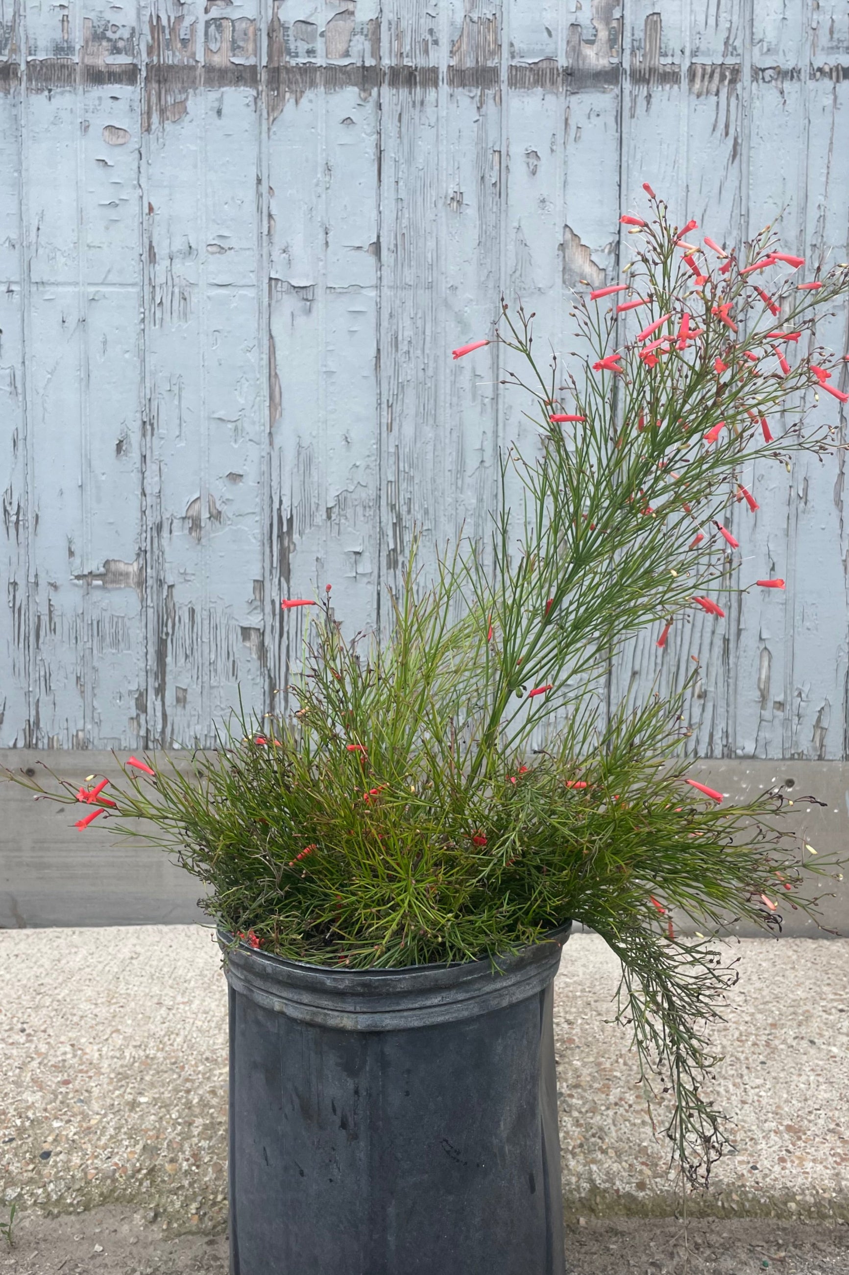 photo of the narrow branches and leaves of Russelia Firecracker Bush and its vibrant orange tubular flowers. Shown in front of a gray wall in a black pot. ©Sprout Home