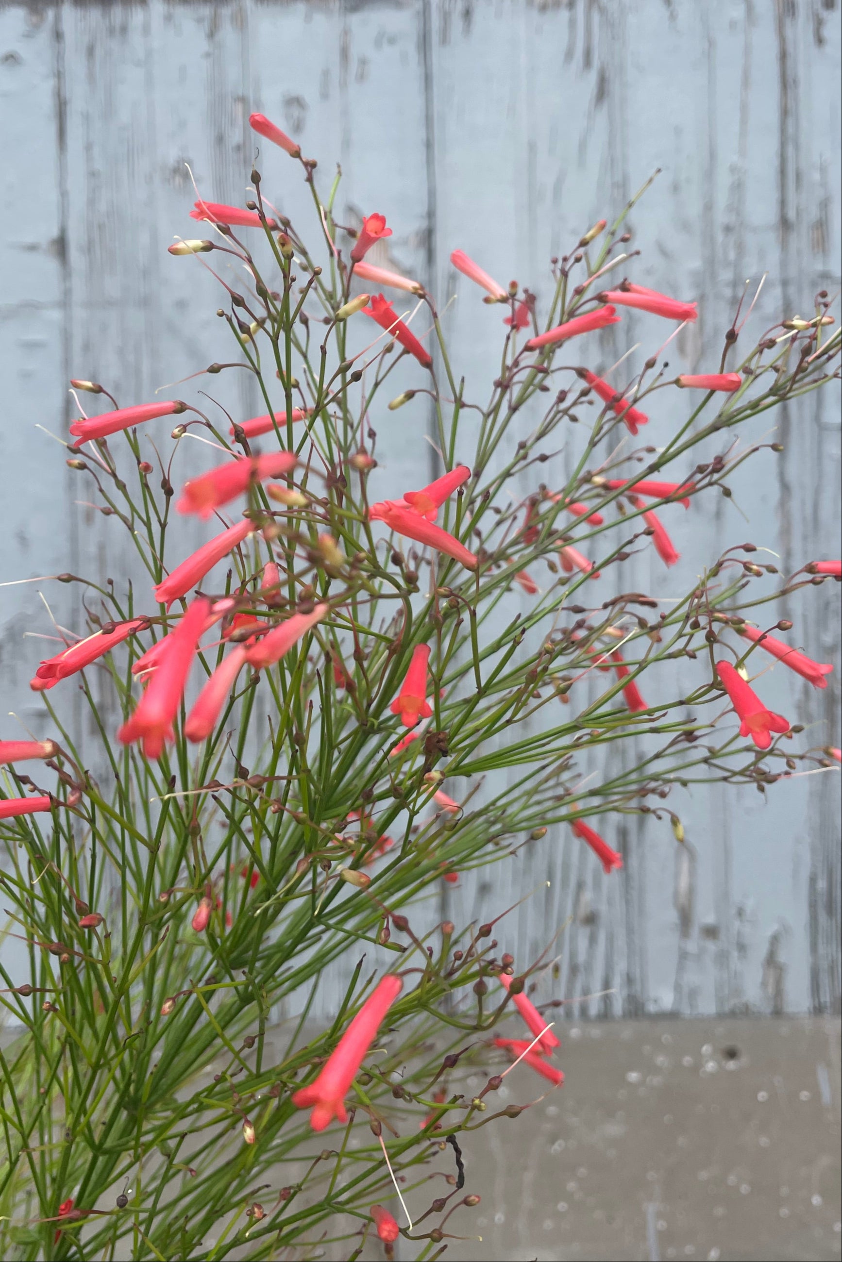 Close photo of the narrow branches and leaves of Russelia Firecracker Bush and its vibrant orange tubular flowers. Shown in front of a gray wall. ©Sprout Home