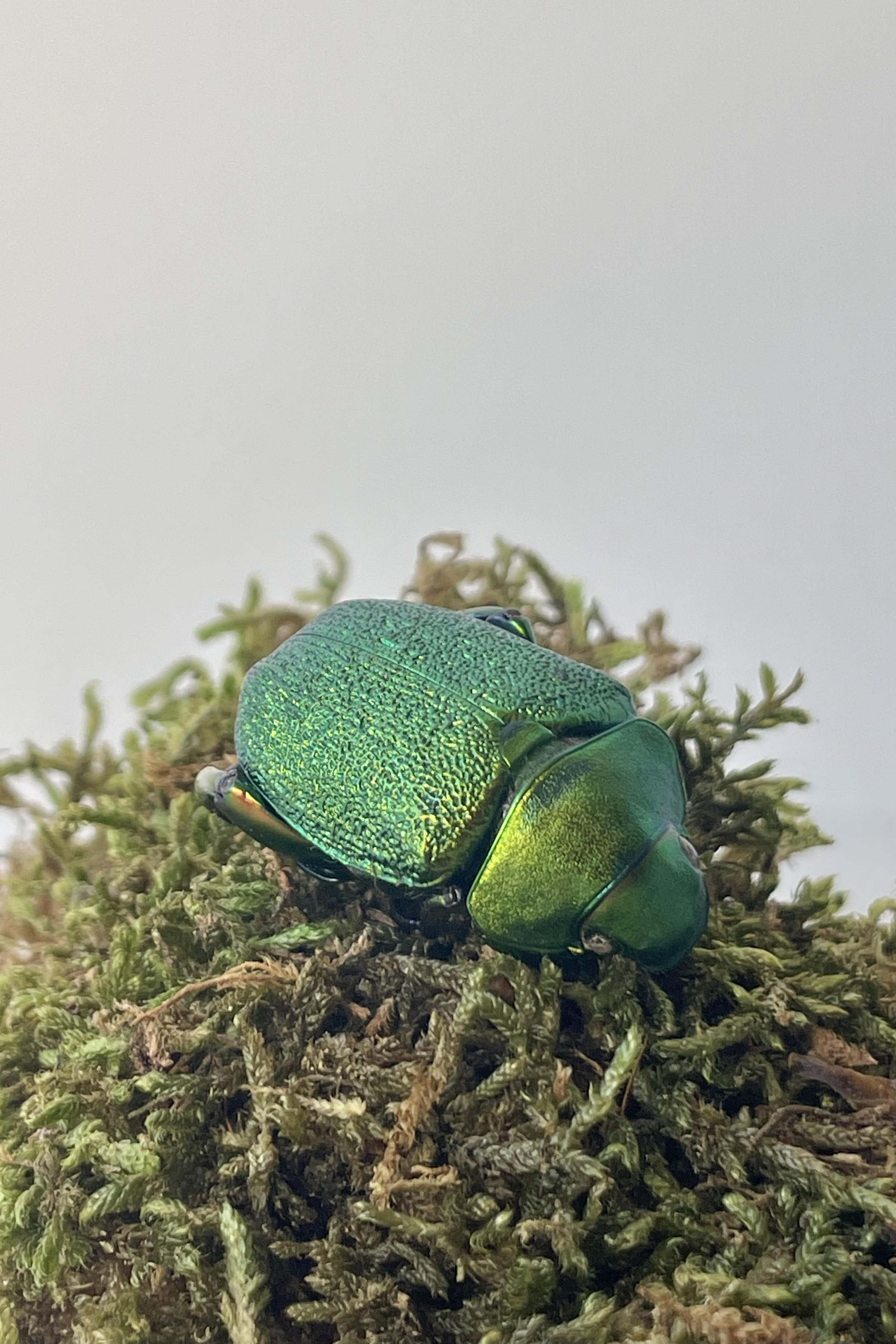 Photo of the green and gold scarab bettle Chrysophora chrysochiora on a bed of moss against a white wall.