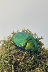 Photo of the green and gold scarab bettle Chrysophora chrysochiora on a bed of moss against a white wall.