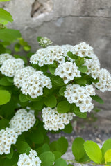 Spiraea 'Glow Girl' in bloom with its tiny white flowers mid to late may