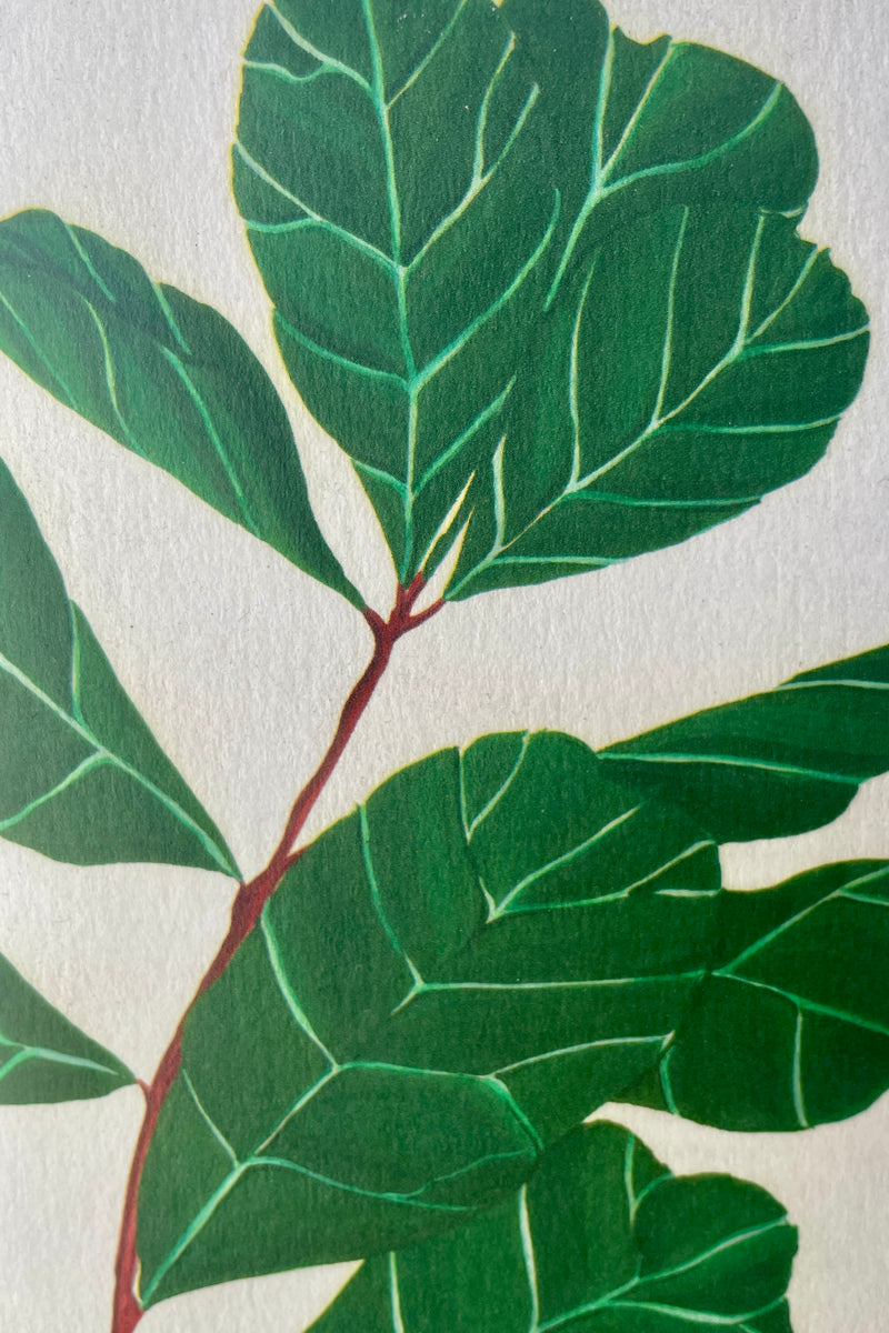 A detail picture of the green leaves of the Stengun Lyrata Greeting Card