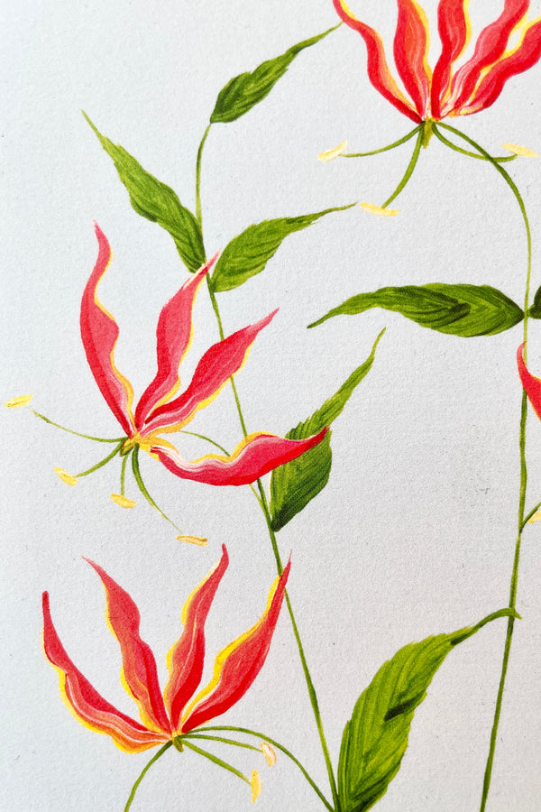 Flame Lily Greeting card up close showing the detail of the Flame Lily in red and yellow