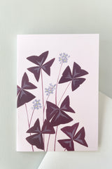 The Stengun Oxalis greeting card showing the front of the card with the oxalis on a light purple pink on top of a white background. 