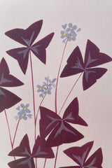 a detail of the Stengun Oxalis greeting card showing the detail of the purple leaves and the white flowers. 