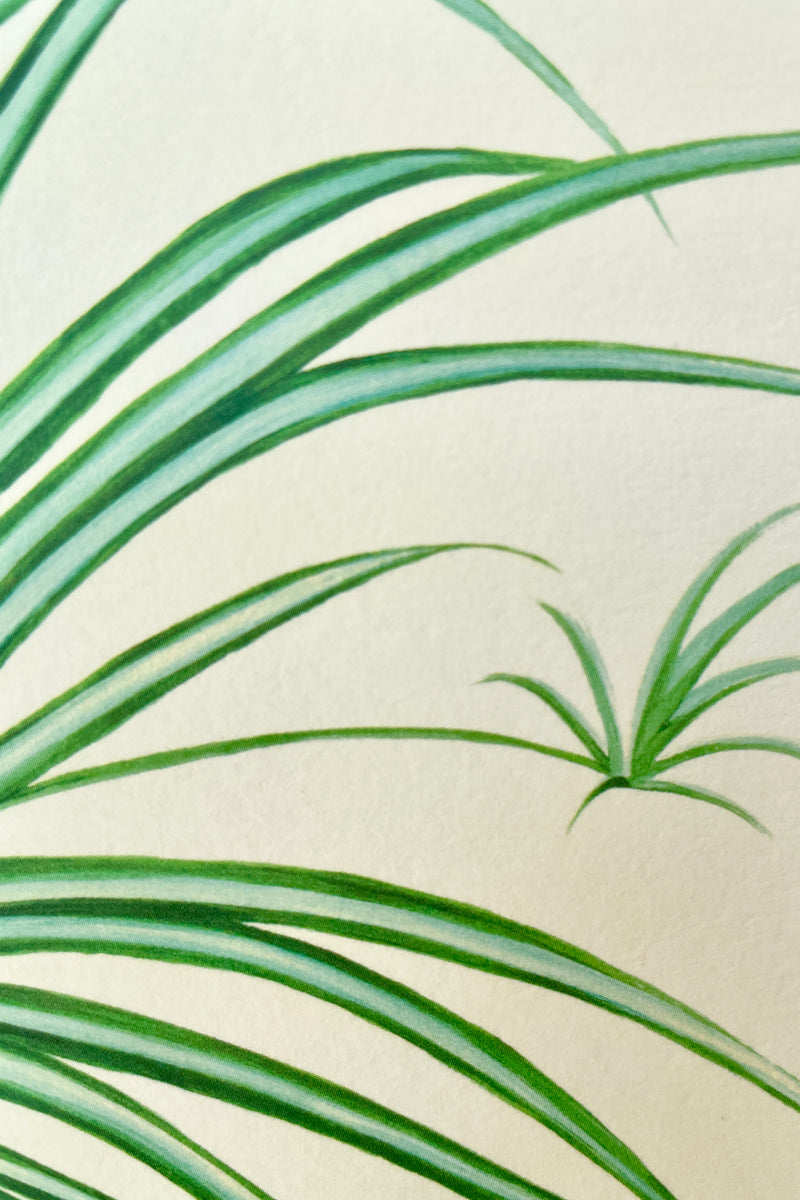 Detail images of the green two toned fronds of a spider plant on a Stengun Spider Plant Greeting card. 