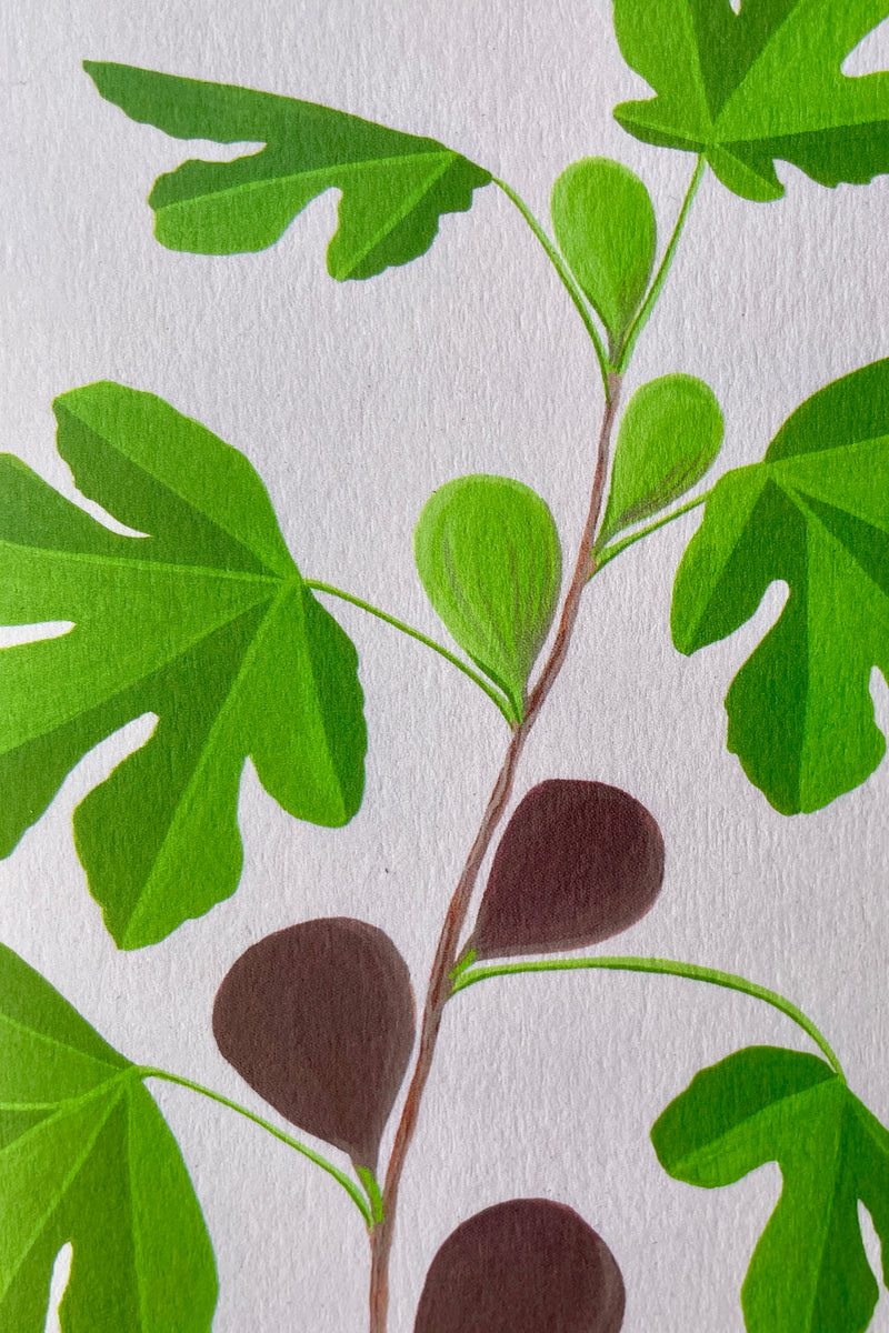 Detail of the front of the Fig Stengun greeting card showing the green leaves, brown fruit on a slightly pink background. 