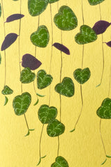 A detail of the Stengun Ceropegia greeting card with its dark green leaves on a yellow background. 