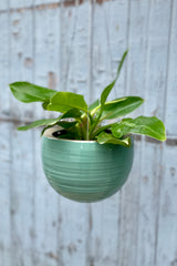 Spherical hanging planter in celadon green with a philodendron inside