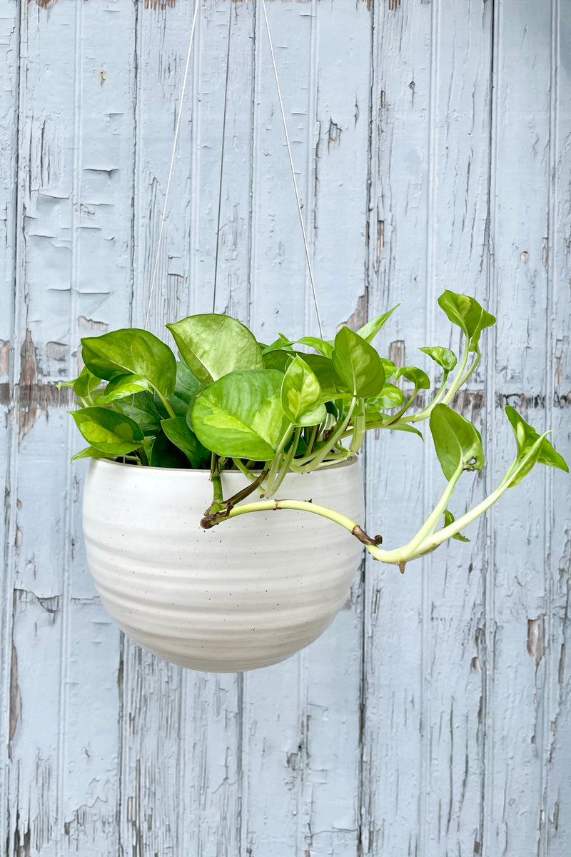 Spherical hanging planter in creamy white speckle glaze with a pathos potted inside. 