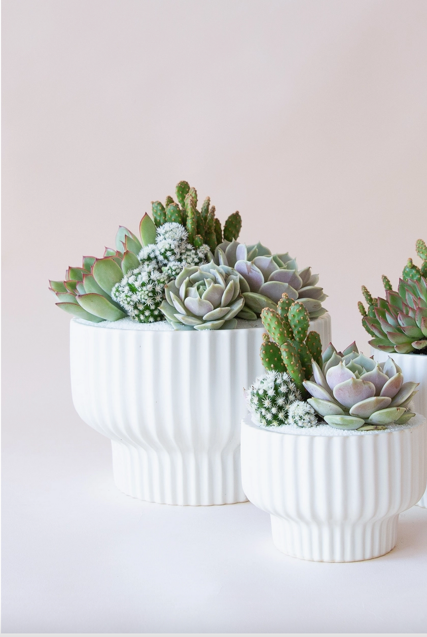 White Presley planter planted with Succulents by Jungle Club. 