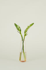 Blush Slim Drop Aurora vase with cut stems