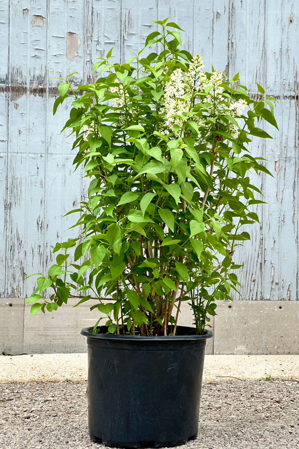 Syringa v. "Common White Lilac" in bloom the end of April in a #3 growers pot. 