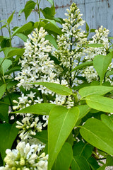 Detail image of the white flowers and green leaves of the Common white lilac the end of April. 