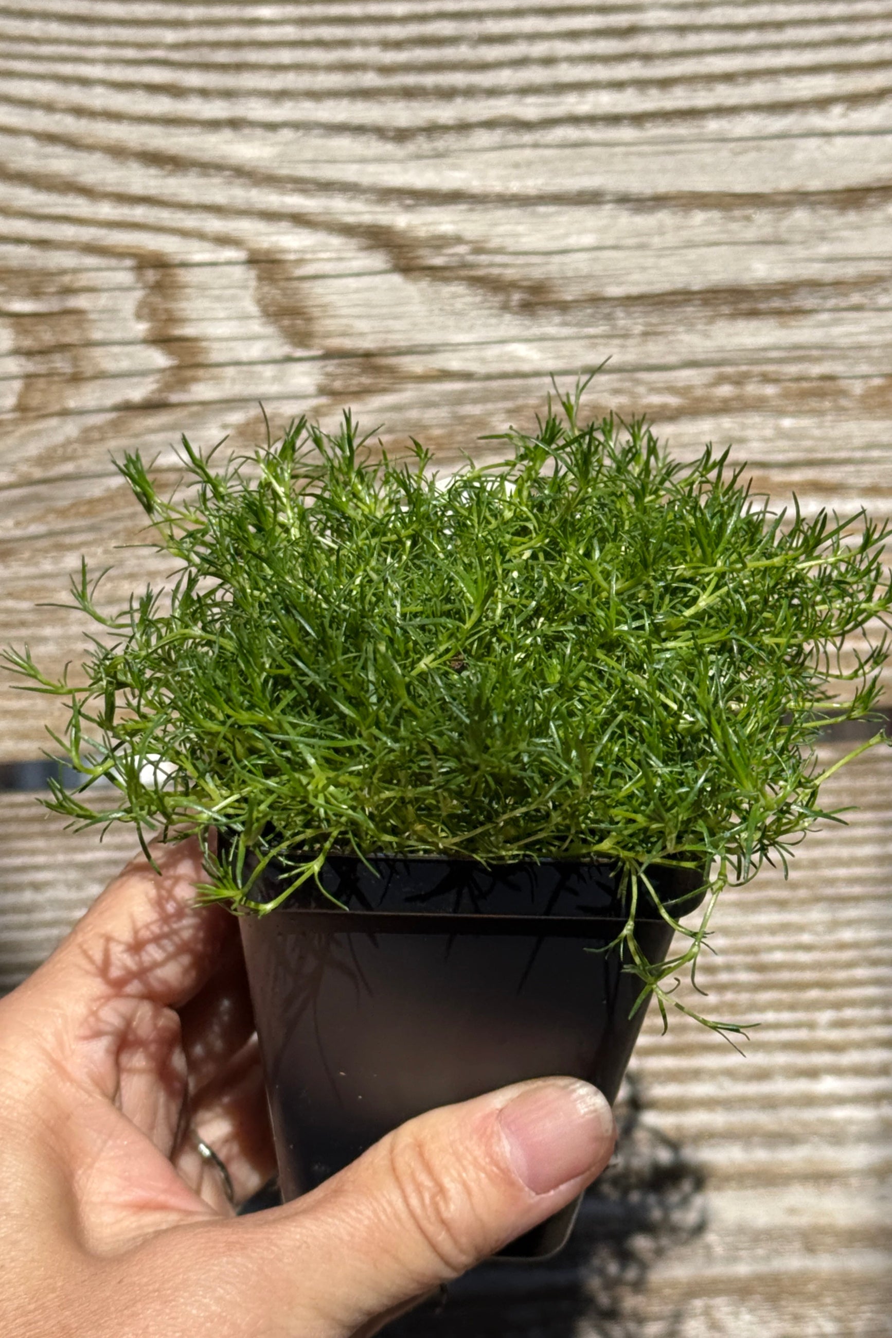 Sagina subulata "Irish Moss" in a 3" growers pot being held in hand  in May ©Sprout Home