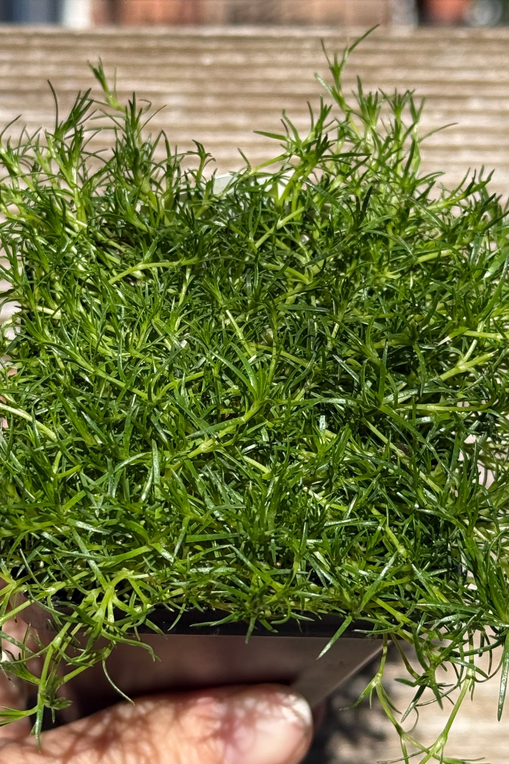 Sagina subulata "Irish Moss" detail in May ©Sprout Home